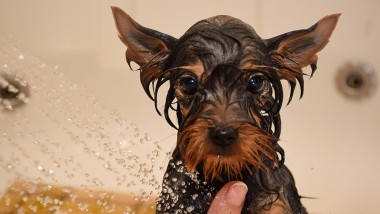 Pod sprchou: mokrý pes si užíva wellness z rúk svojho majiteľa